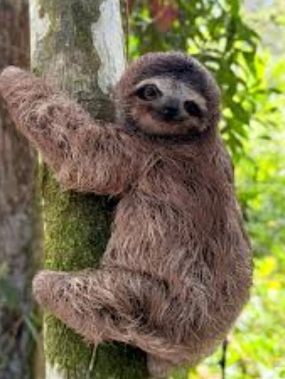 Mom With Attached Baby Plush Sloth Stuffed Animal 18